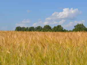 Прием заявок на два грантовых конкурса по развитию проектов в сельском хозяйстве стартовал в Нижегородской области